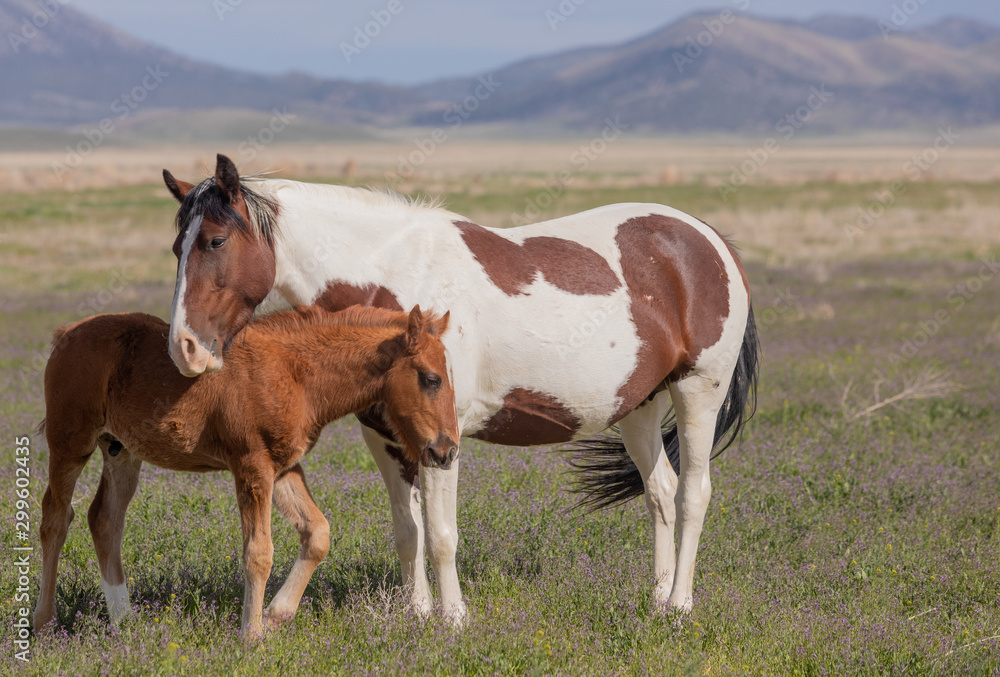 Wild Horse Mare and Foal in Spring in Utah Wild Horse Mare and Foal in Spring in Utah