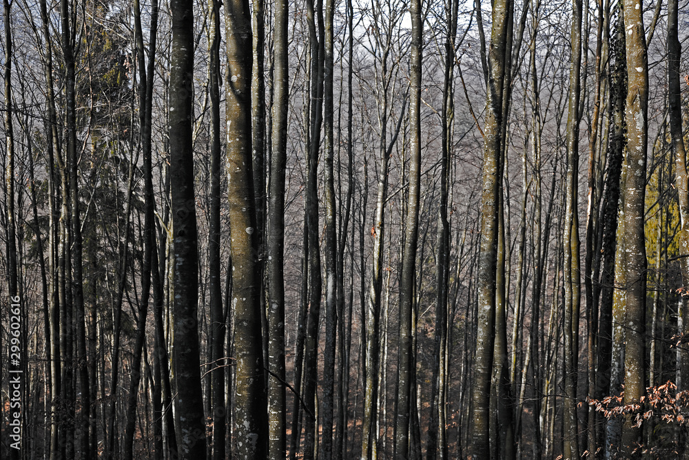 Obraz premium tall trees in the forest, quiet scene.