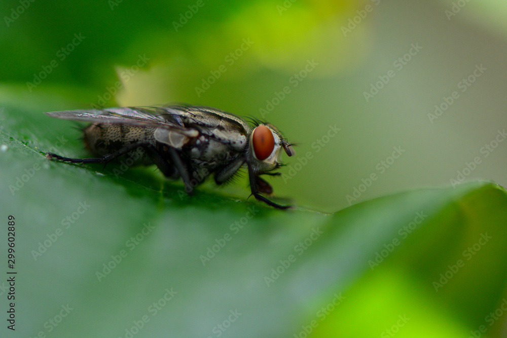 The fly animal close focus short The fly animal close focus short