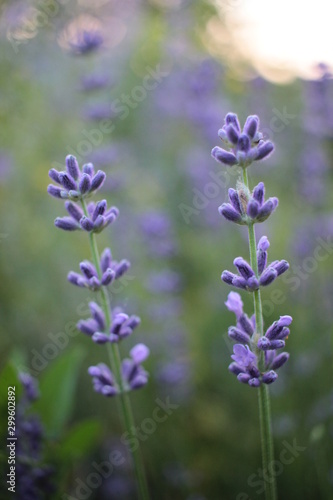 Soft focus on beautiful purple lavender flowerin field, blur natural flower background, Green bokeh out of focus background from nature garden at sunset
