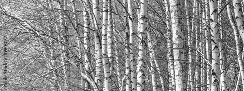 Birch grove on a spring day, landscape banner, huge panorama, black-and-white