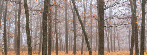 Autumn landscape, background - autumn forest with fallen leaves in the fog