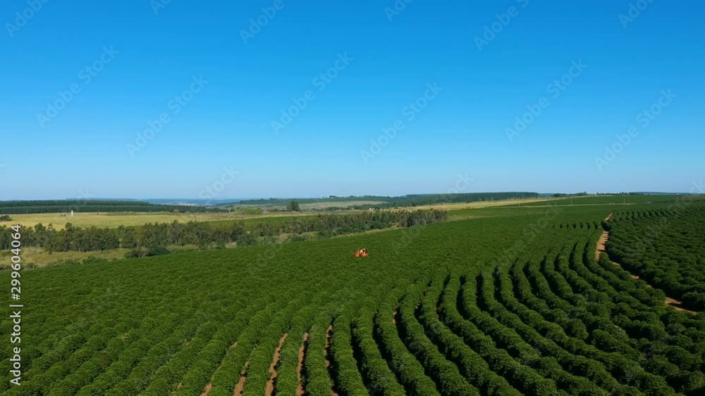 Aerial view of mechanized coffee harvesting in Brazil. Aerial view of mechanized coffee harvesting in Brazil.