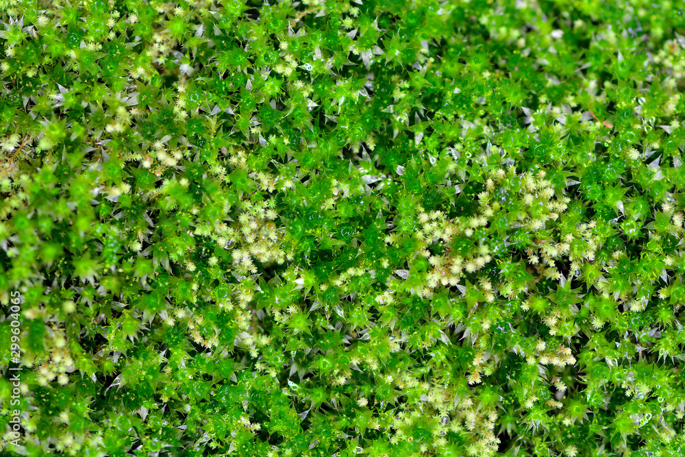 The green lantern of the moss, beautiful moss  