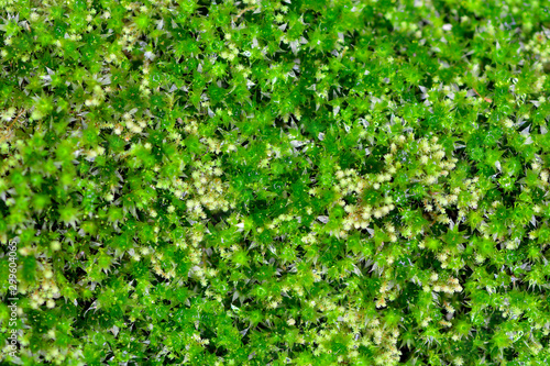 The green lantern of the moss, beautiful moss   © udorn_1976