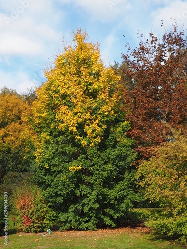Fototapeta Naklejka Na Ścianę i Meble -  Farbwechsel an Bäumen im Herbst
