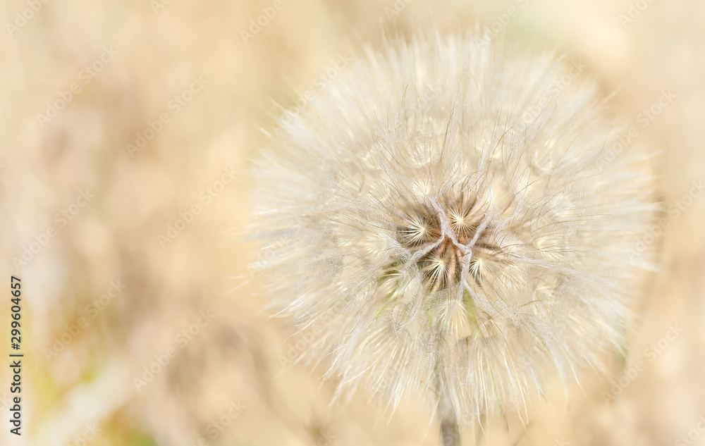 Delicate dandelion background, blur effect, macro plant, close-up