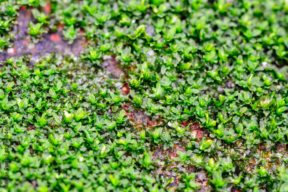 The green lantern of the moss, beautiful moss The green lantern of the moss, beautiful moss