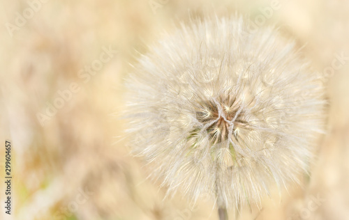 Delicate dandelion background  blur effect  macro plant  close-up