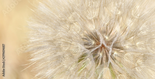 Delicate dandelion background, blur effect, macro plant, close-up