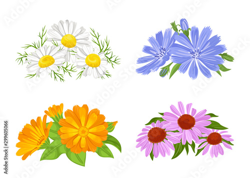 Set of bouquets of flowers isolated on a white background. Medicinal flowers, herbs in cartoon simple flat style. Vector illustration of chamomile, calendula, chicory and echinacea.