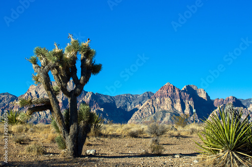 Bild auf Leinwand A large, healthy Joshua Tree and a striking mountain in Nevada's Mojave Desert
