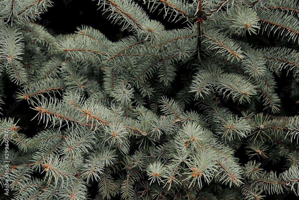 background of fir branches. natural texture