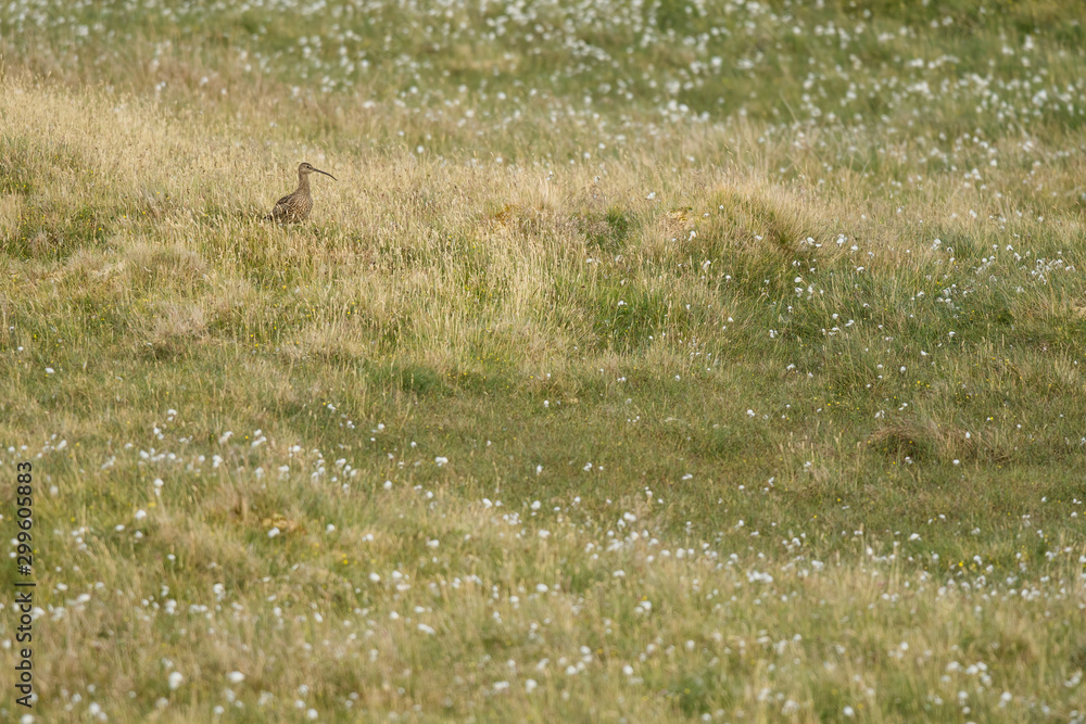 Curlew in the natural environment, close up, wild animal, Shetland, Numenius phaeopus, Numenius arquata Curlew in the natural environment, close up, wild animal, Shetland, Numenius phaeopus, Numenius arquata