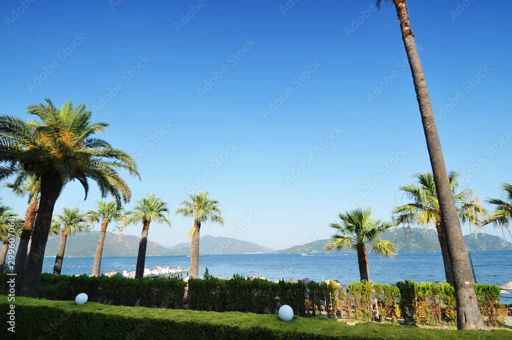 Palm trees with bushes on a beach with sea and mountains against blue sky