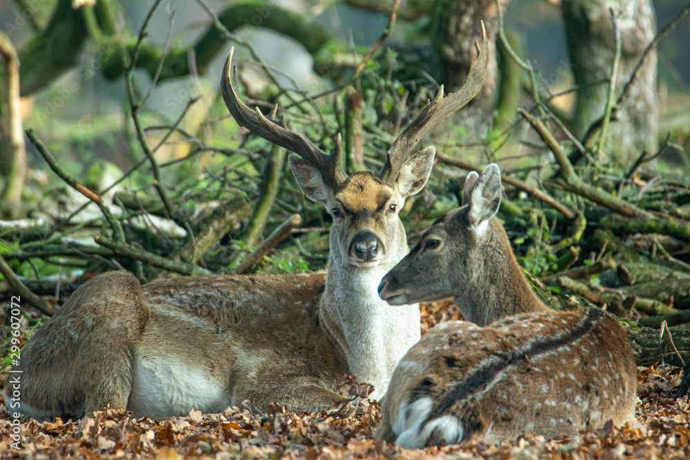 Fototapeta premium Damwild im Wald