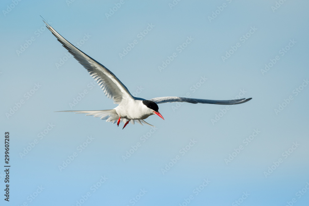 Arctic tern in the natural environment, close up, wildlife, Shetlands, Scotland, Sterna paradisaea Arctic tern in the natural environment, close up, wildlife, Shetlands, Scotland, Sterna paradisaea