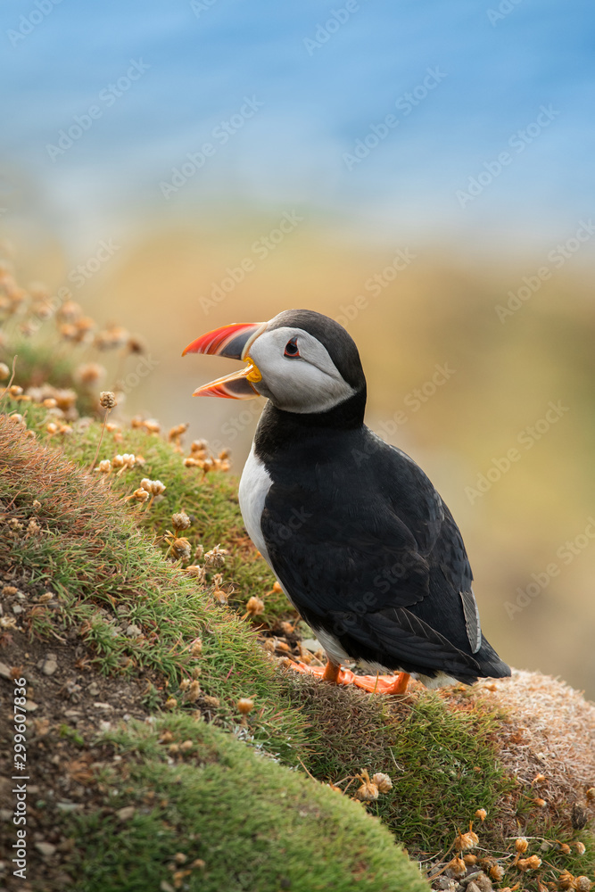 Cute Atlantic puffin in natural environment, wildlife, close up, detail, isolated, Shetland, Scotland, Fratercula arctica Cute Atlantic puffin in natural environment, wildlife, close up, detail, isolated, Shetland, Scotland, Fratercula arctica