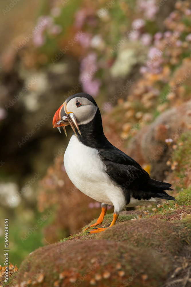 Obraz premium Cute Atlantic puffin in natural environment, wildlife, close up, detail, isolated, Shetland, Scotland, Fratercula arctica