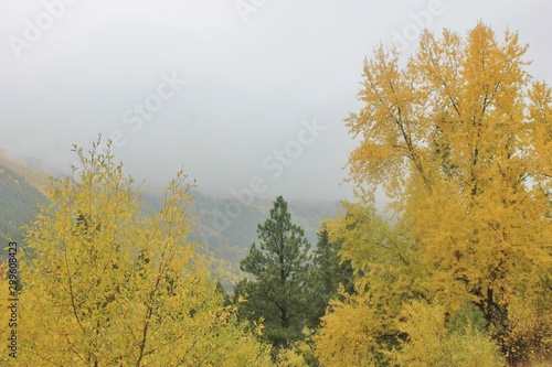 trees in autumn