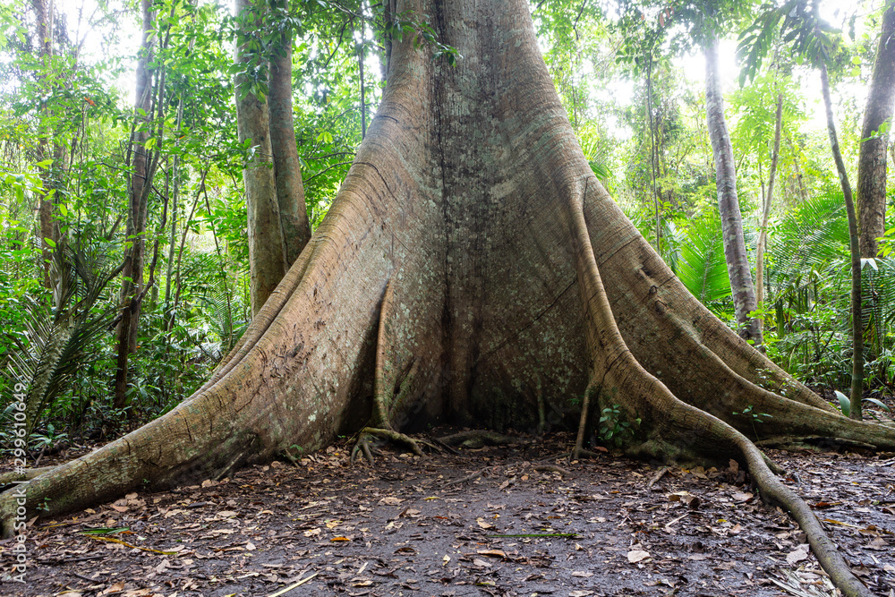 Plakat A majestic giant Samauma tree (Ceiba pentandra) and its roots in