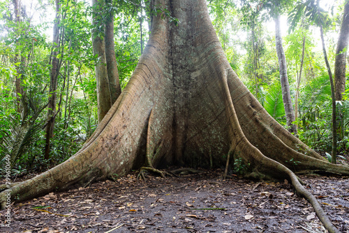 A majestic giant Samauma tree (Ceiba pentandra) and its roots in the Amazon rainforest. Mafumeira, Sumauma or Kapok. Concept of botany, ecology, environment, conservation and biodiversity. photo