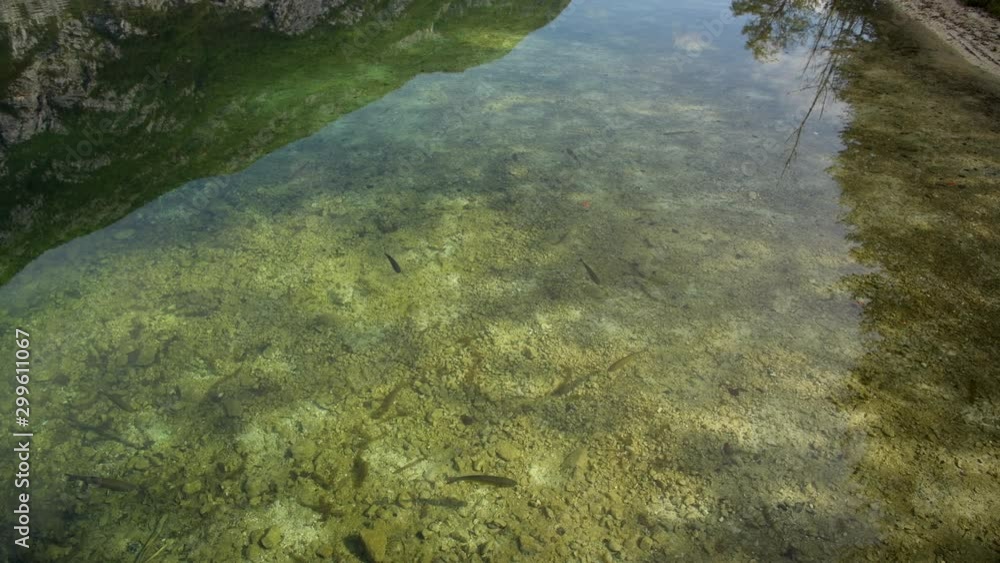 Triglav National Park. Fishes in the Crystal Clear Waters of the Lake Bohinj. Slovenia, Europe. Triglav National Park. Fishes in the Crystal Clear Waters of the Lake Bohinj. Slovenia, Europe.
