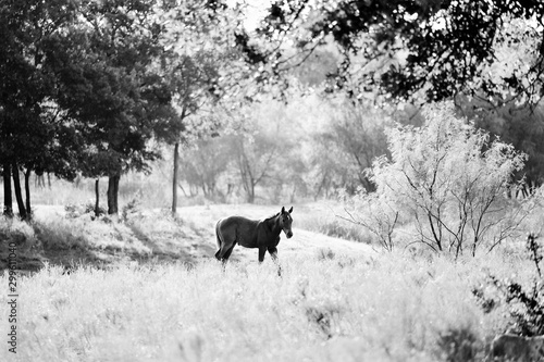 Filly foal in black and white, standing in farm pasture during summer. © ccestep8