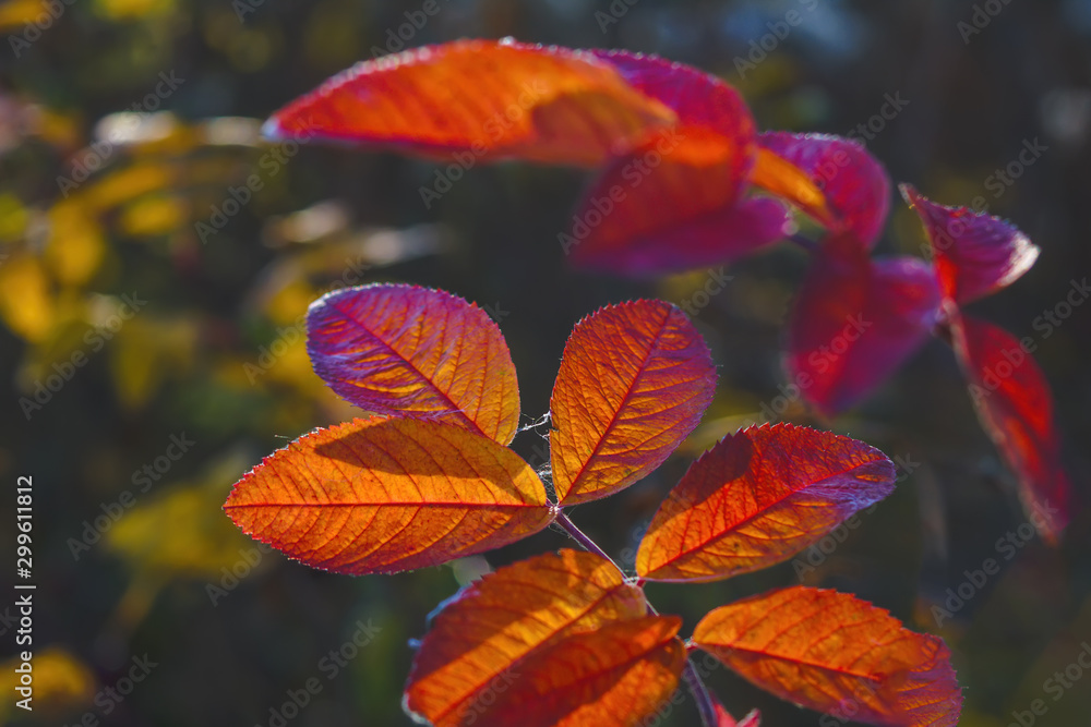 Autumnal leaves abstract background. Red autumn leaves on a blurry forest background. Autumnal leaves abstract background. Red autumn leaves on a blurry forest background.