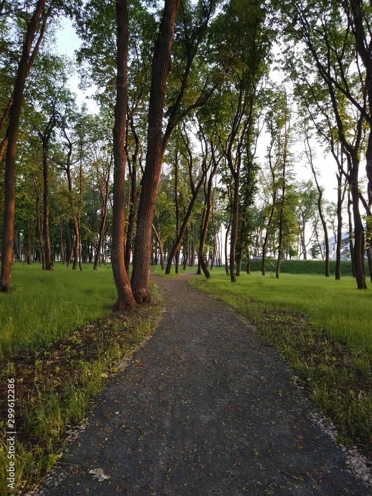 path in a park, trees green grass