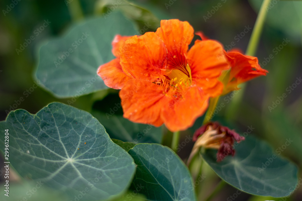 Orange flower close-up 1 Orange flower close-up 1