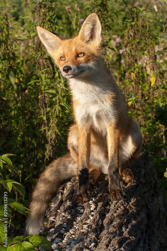 red fox red fox