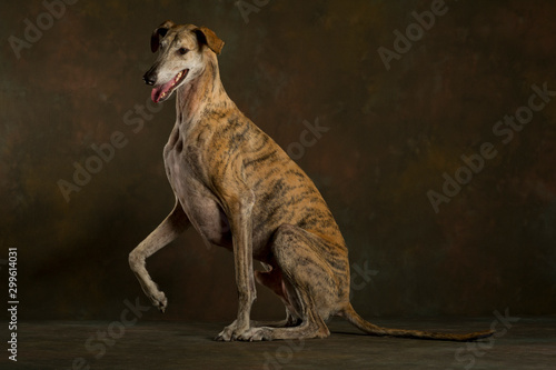 A brindle greyhound sitting on the ground with his leg raised photo