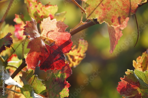 Goldener Herbst in einem Weingarten photo