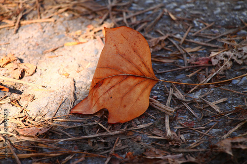 One dry maple leaf on street