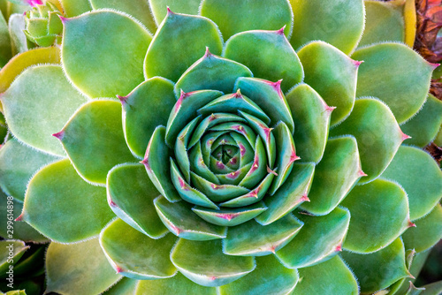 Common Houseleek plant, sempervivum tectorum