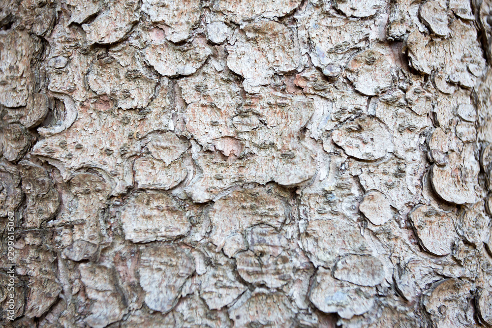 tree bark texture