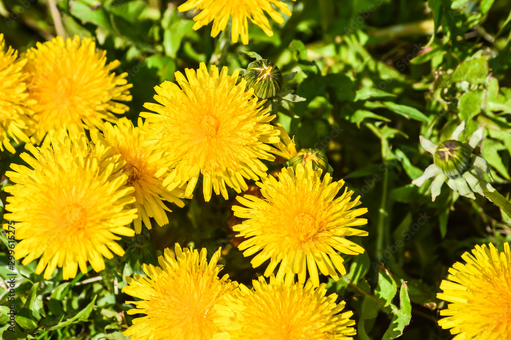 Yellow dandelions. Yellow dandelions.