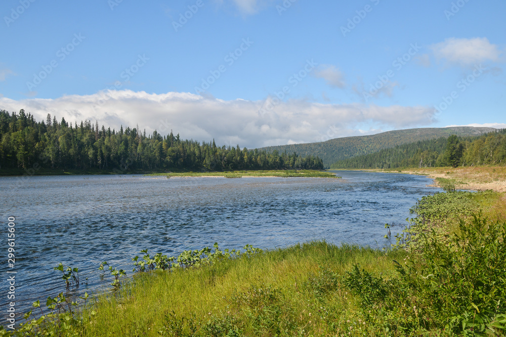 Summer river taiga landscape.