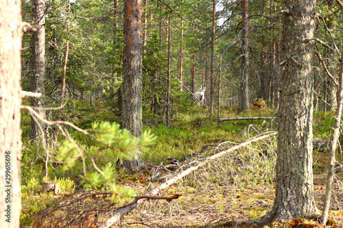 Albino reindeer in Lapland, Finland