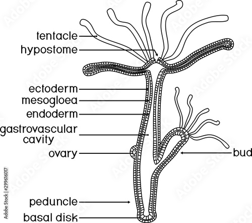 Coloring page. Structure of Hydra. Cross-section of Hydra Polyp. Educational material for lesson of zoology