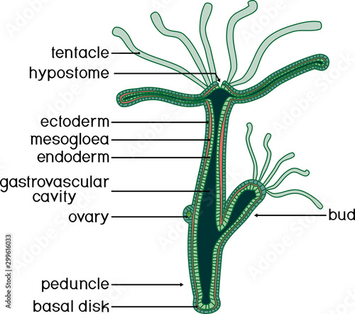Structure of Hydra. Cross-section of Hydra Polyp. Educational material for lesson of zoology