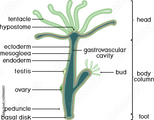 Structure of Hydra. Cross-section of Hydra Polyp. Educational material for lesson of zoology