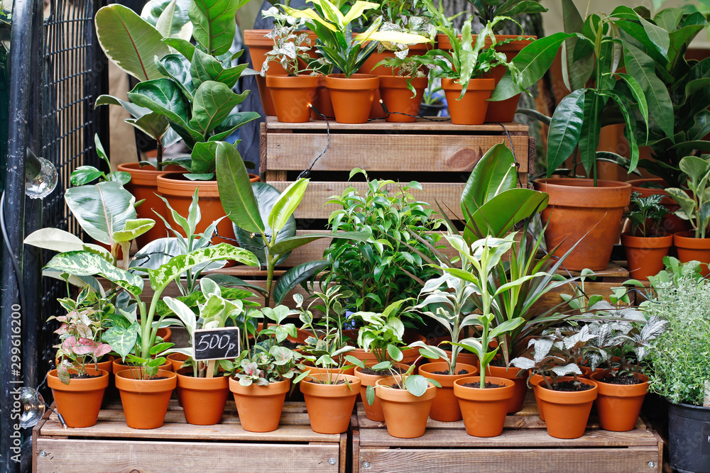 House plants standing on wooden boxes at the market