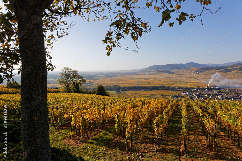 Naklejka premium Vineyards on the slopes of Sigolsheim over the valley of Alsace