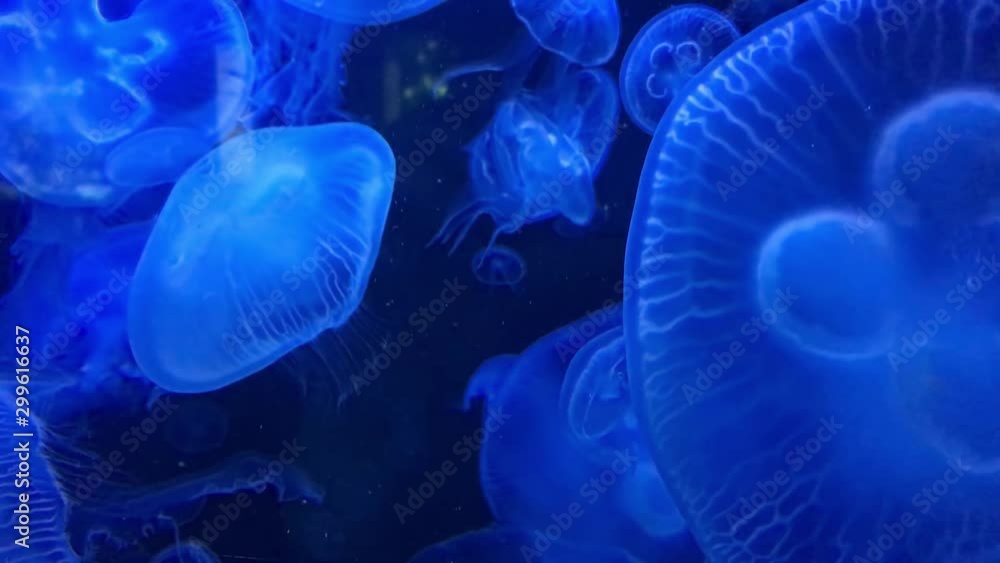 Jellyfish is floating in a huge aquarium Jellyfish is floating in a huge aquarium