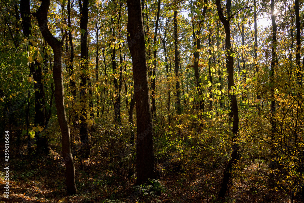 Sun illuminating the trees from behind Sun illuminating the trees from behind