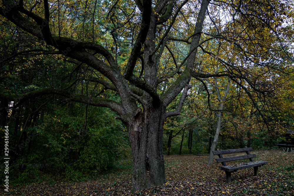 A bench at a resting place in the forest A bench at a resting place in the forest