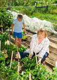 Woman with grandson harvesting peppers
