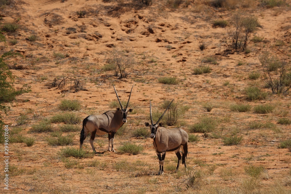 Fototapeta premium Two gemsboks or gemsbucks (Oryx gazella) calmly standing on the sand in Kalahari desert. Dry sand and dry grass around.